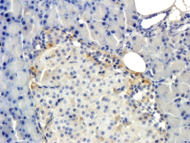 Iduronate 2 sulfatase antibody