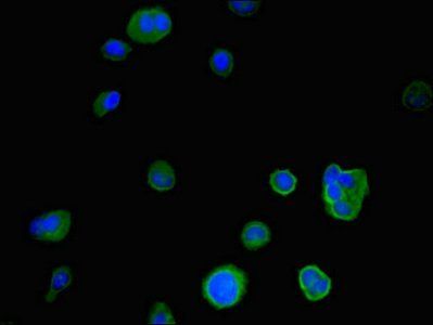 IER3 antibody