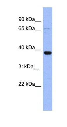 IER5 antibody