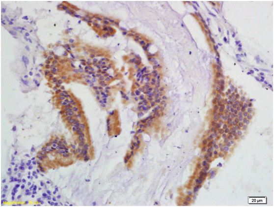 IEX1 Rabbit Polyclonal Antibody
