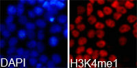 Histone H3K4me1 Antibody