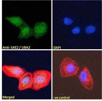 Goat anti-SAE2 / UBA2 Antibody