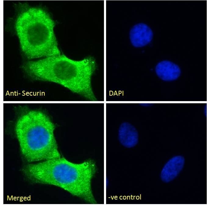 Goat anti-Pituitary tumor-transforming 1 / Securin Antibody