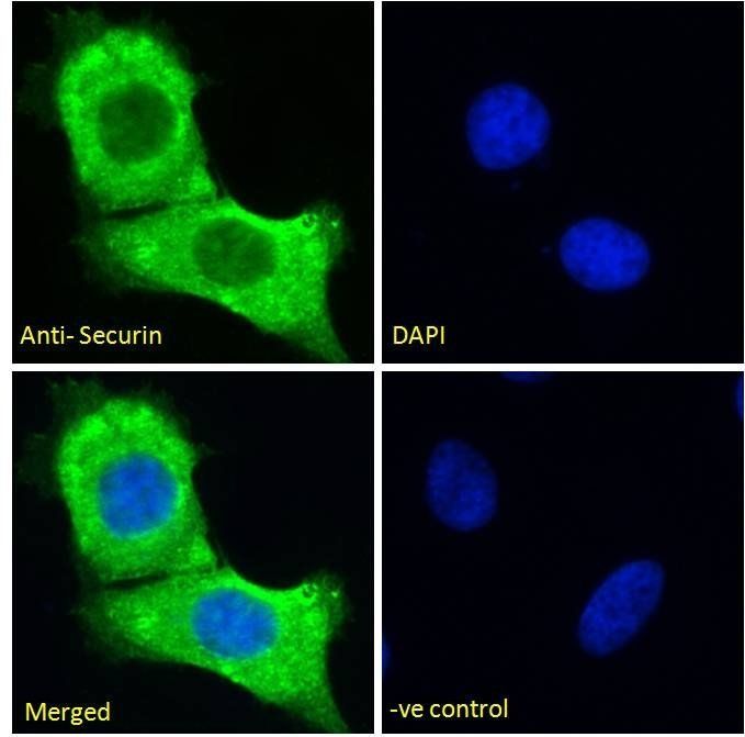 PTTG1 antibody