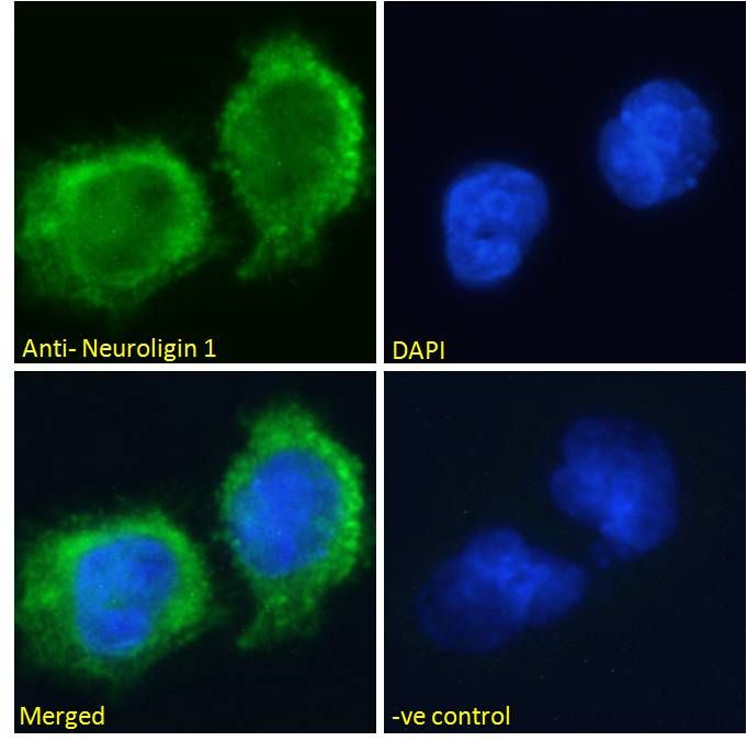 Goat anti-Neuroligin 1 Antibody