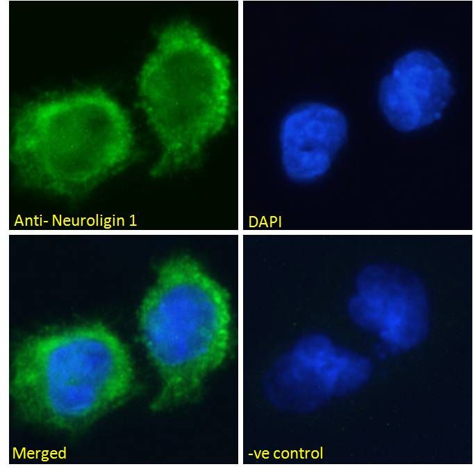 NLGN1 antibody