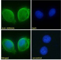 Goat anti-ADRA2A Antibody