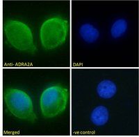 alpha 2a Adrenergic Receptor antibody