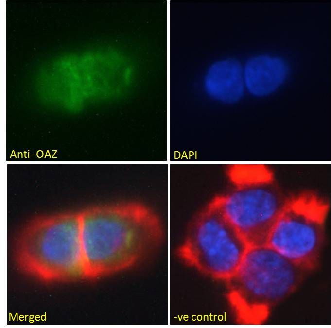 Goat anti-OAZ Antibody