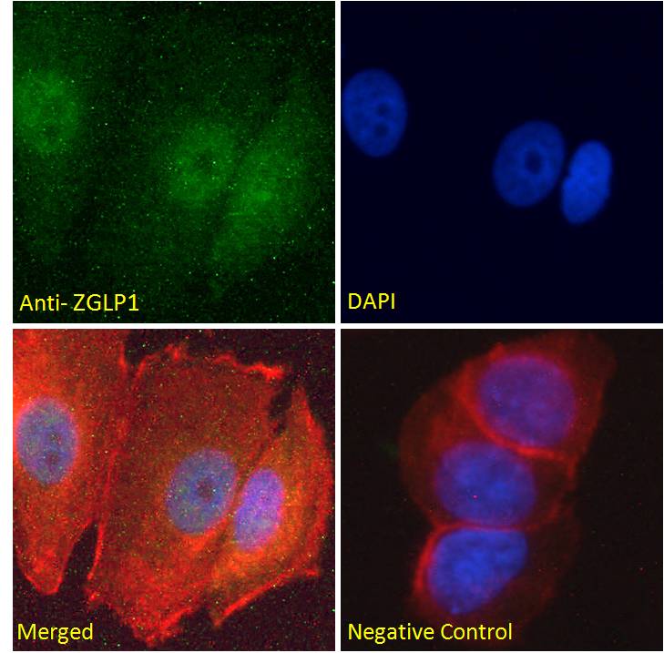 Goat anti-ZGLP1 Antibody