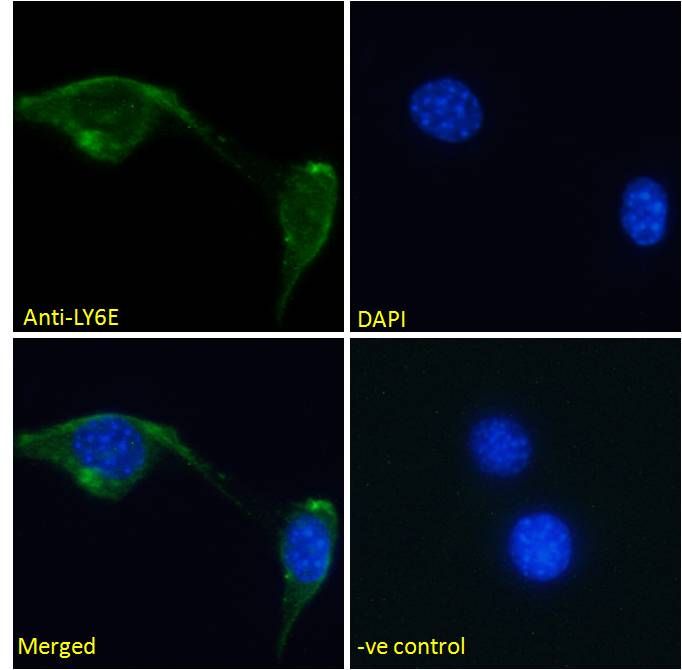 Goat anti-LY6E (mouse) Antibody
