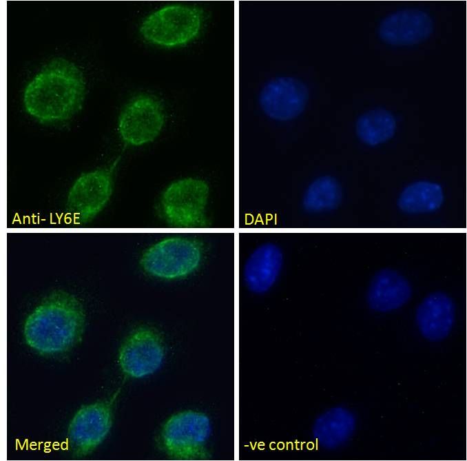 Goat anti-LY6E (mouse) Antibody