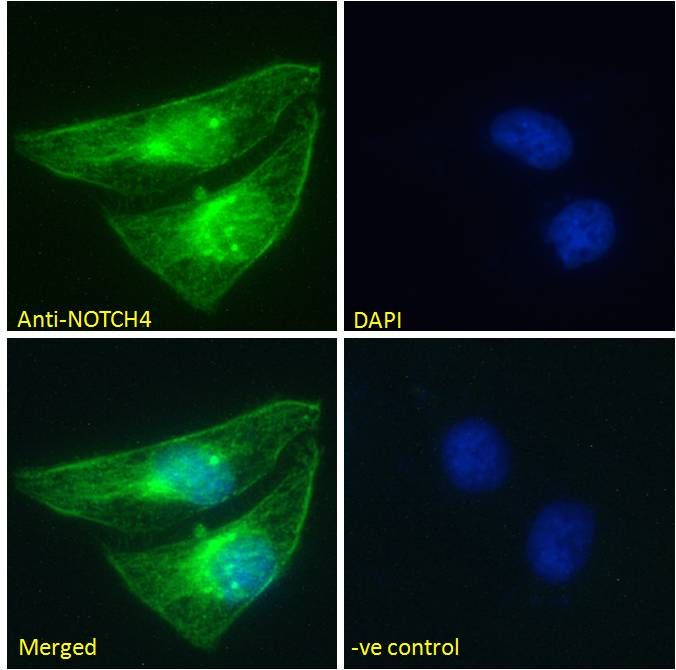 Goat anti-NOTCH4 (aa1261-1273) Antibody