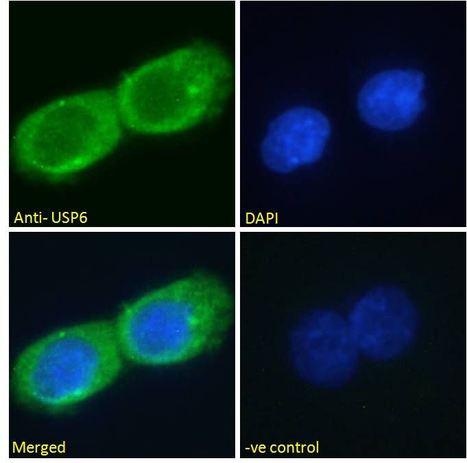 USP6 antibody