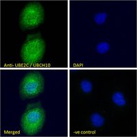 Goat anti-UBE2C / UBCH10 Antibody