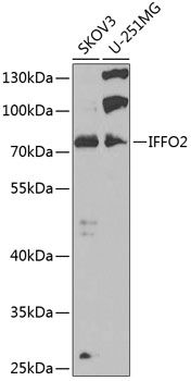 IFFO2 antibody