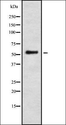 IFI-56K antibody