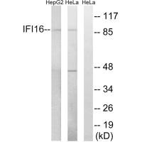 IFI16 antibody