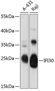 IFI30 antibody
