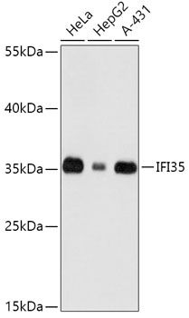 IFI35 antibody