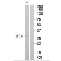 IFI6 antibody