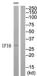 IFI6 Antibody