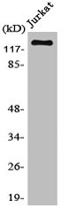 IFIH1 antibody