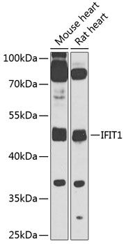IFIT1 antibody