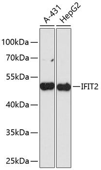 IFIT2 antibody