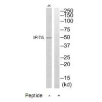 IFIT5 Antibody