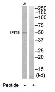 IFIT5 Antibody