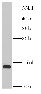 IFITM1-Specific antibody