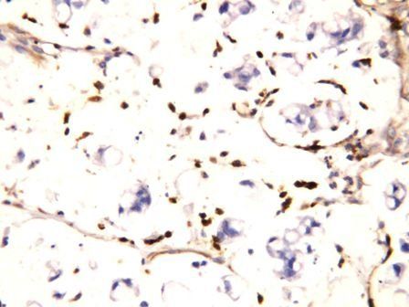 Anti-IFITM1 Antibody