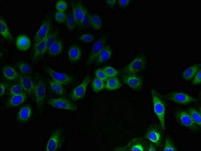 IFITM2 Antibody