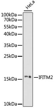IFITM2 antibody