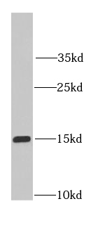 IFITM2-specific antibody