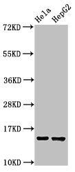 IFITM3 Antibody