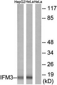 IFM3 antibody