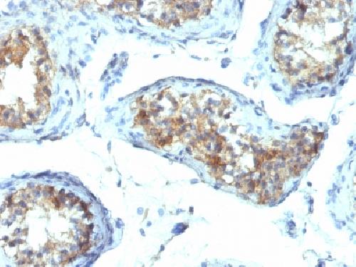 IFNG Antibody