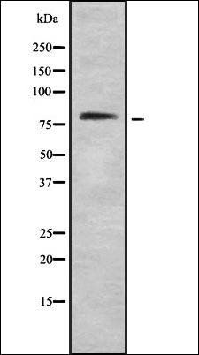 IFN-gamma R alpha antibody