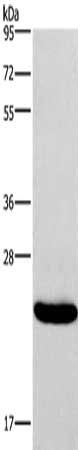 IFNA16 antibody