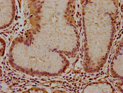 IFNA16 antibody