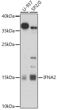 IFNA2 antibody