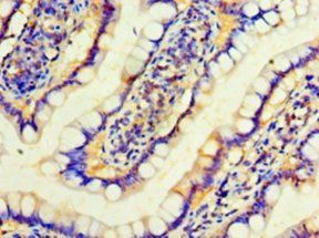 IFNA4 Antibody