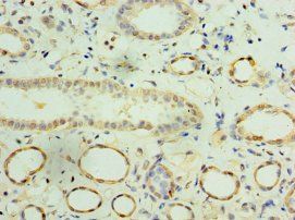 IFNA4 antibody