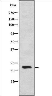 IFNA7 antibody