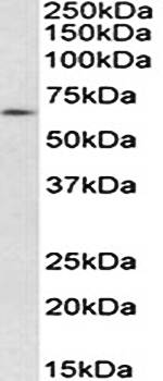 Goat anti-IFNAR1 (aa353-364) Antibody