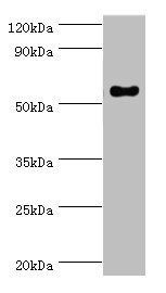 IFNGR1 antibody