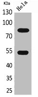 IFNGR1 antibody