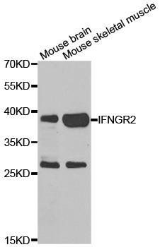 IFNGR2 antibody